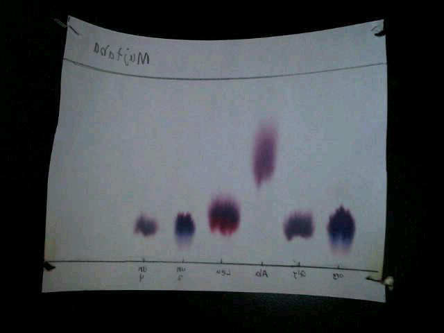 paper chromatography of amino acids lab report